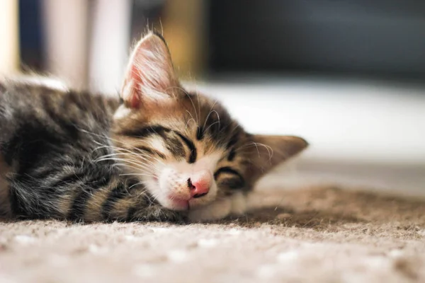 Gatito Duerme Cómodamente Alfombra Casa —  Fotos de Stock