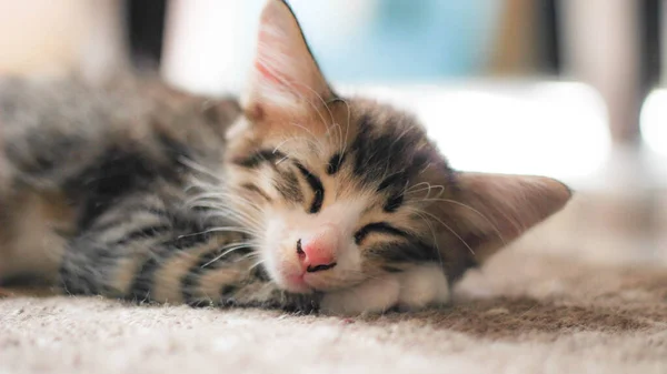 Kitten Sleeping Comfortably Carpet House — Stock Photo, Image
