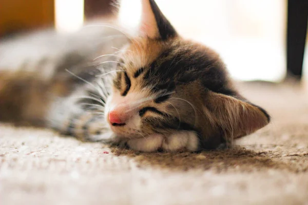 Gatito Duerme Cómodamente Alfombra Casa —  Fotos de Stock