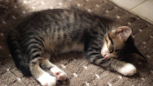 Γατάκι Κοιμάται Άνετα Στο Χαλί Στο Σπίτι Μου — Φωτογραφία Αρχείου