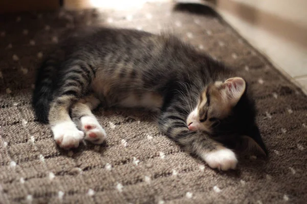 Gatito Duerme Cómodamente Alfombra Casa — Foto de Stock