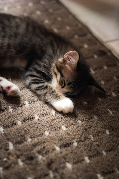 Das Kätzchen Schläft Bequem Auf Dem Teppich Meinem Haus — Stockfoto