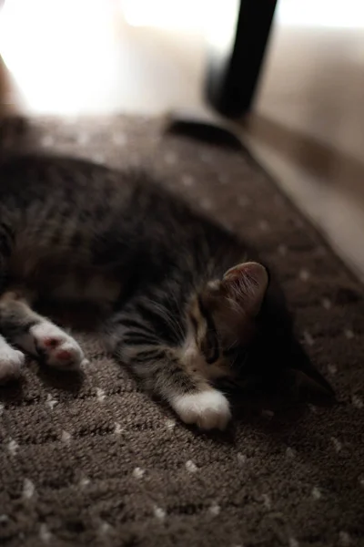 Chaton Dort Confortablement Sur Tapis Maison — Photo