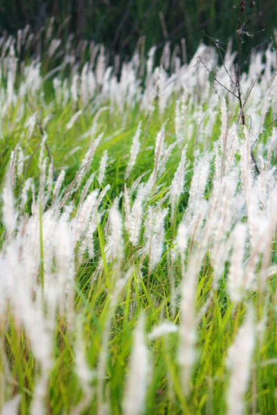 Fontaine Herbe Blanc Dans Une Prairie Dans Pays Tropical Thaïlande — Photo