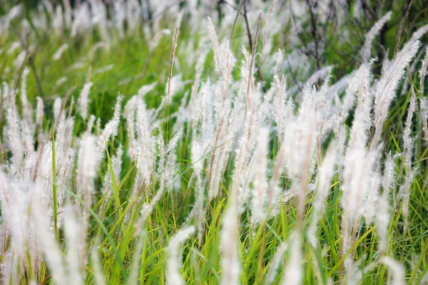 Fontein Grass White Een Weiland Een Tropisch Land Thailand — Stockfoto