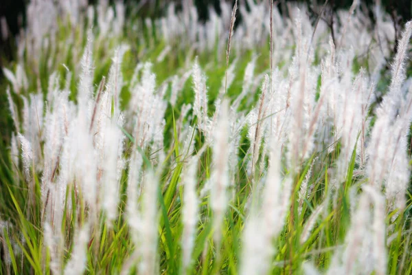 タイの熱帯の国の牧草地の噴水草の白 — ストック写真