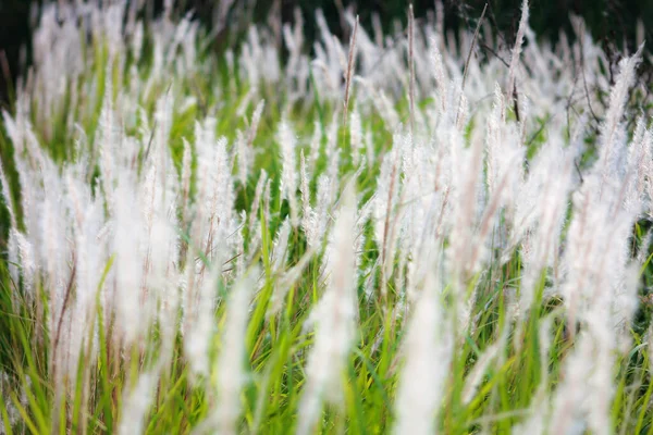 Fountain Grass White Louce Tropické Zemi Thajsku — Stock fotografie