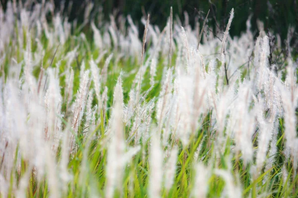 Fountain Grass White Meadow Tropical Country Thailand — Stock Photo, Image