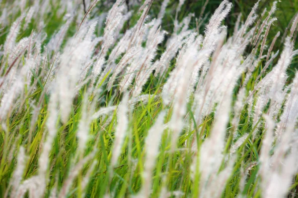 Fontein Grass White Een Weiland Een Tropisch Land Thailand — Stockfoto