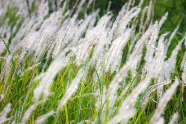 Fontaine Herbe Blanc Dans Une Prairie Dans Pays Tropical Thaïlande — Photo