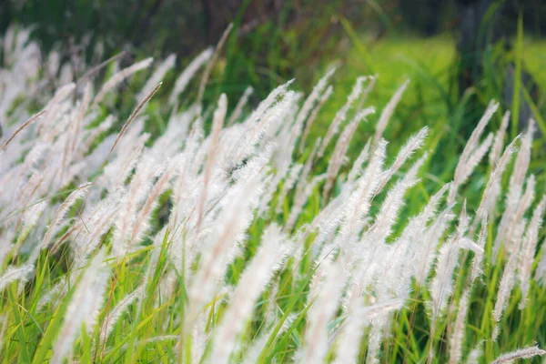 Fontaine Herbe Blanc Dans Une Prairie Dans Pays Tropical Thaïlande — Photo