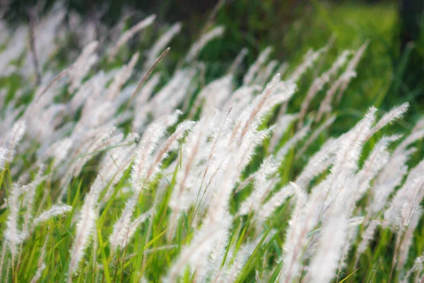 Fountain Grass White Egy Mezőn Egy Trópusi Országban Thaiföldön — Stock Fotó