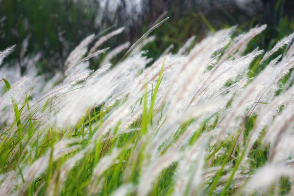 Fontaine Herbe Blanc Dans Une Prairie Dans Pays Tropical Thaïlande — Photo