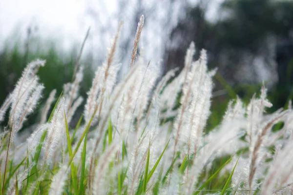 在泰国热带国家的草地上 源头白草丛生 — 图库照片