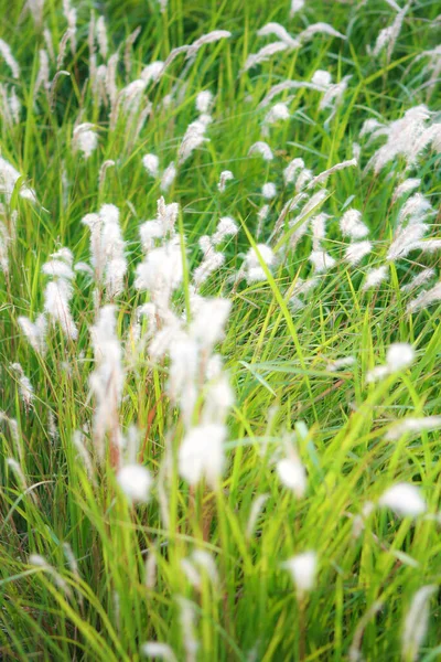 Källan Grass White Äng Ett Tropiskt Land Thailand — Stockfoto