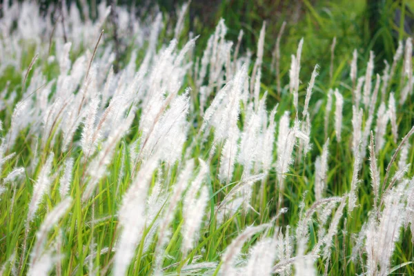 Fountain Grass White Egy Mezőn Egy Trópusi Országban Thaiföldön — Stock Fotó