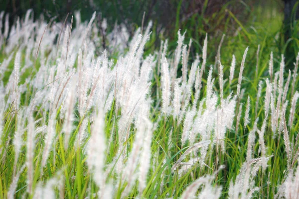 Fountain Grass White Meadow Tropical Country Thailand — Stock Photo, Image