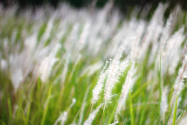 Fountain Grass White Prado País Tropical Tailândia — Fotografia de Stock