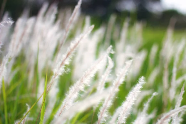 Fontaine Herbe Blanc Dans Une Prairie Dans Pays Tropical Thaïlande — Photo