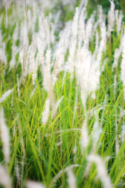 在泰国热带国家的草地上 源头白草丛生 — 图库照片