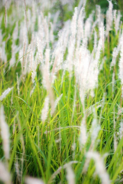 タイの熱帯の国の牧草地の噴水草の白 — ストック写真