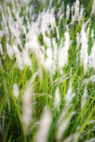タイの熱帯の国の牧草地の噴水草の白 — ストック写真