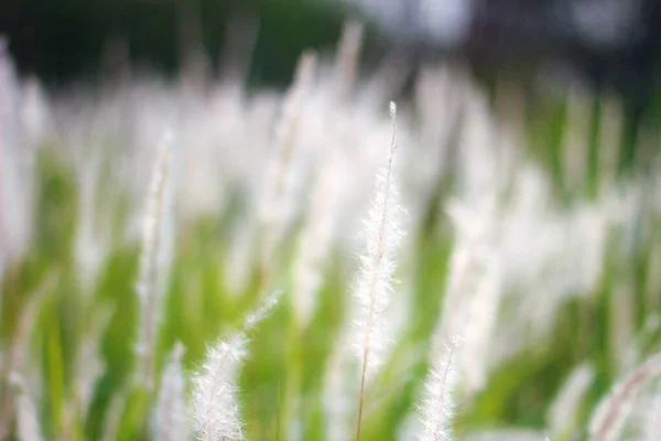 Fountain Grass White Meadow Tropical Country Ththailand — стоковое фото