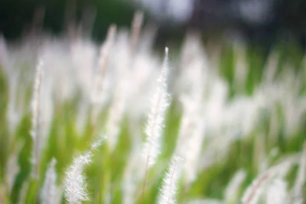 Fontaine Herbe Blanc Dans Une Prairie Dans Pays Tropical Thaïlande — Photo