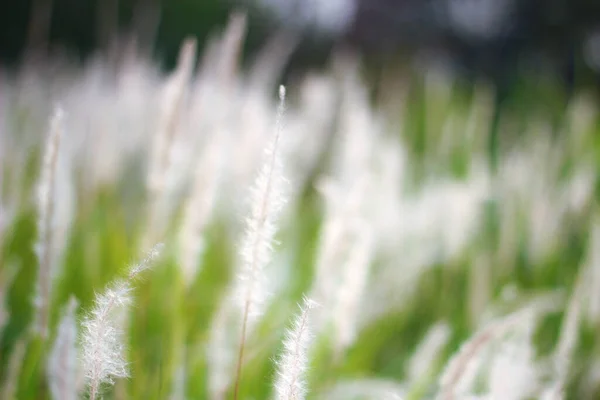 Fountain Grass White Meadow Tropical Country Ththailand — стоковое фото