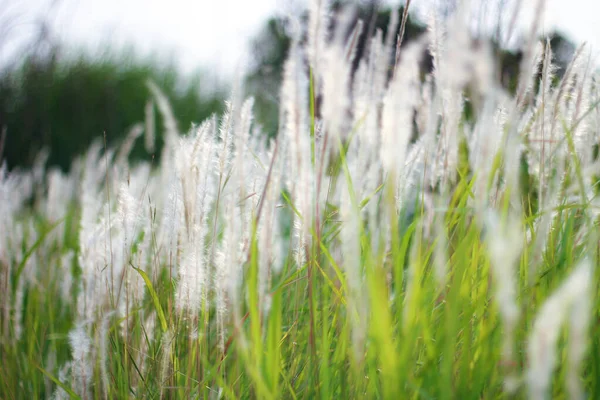 Fountain Grass White Prado País Tropical Tailândia — Fotografia de Stock