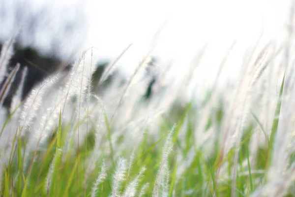 Fountain Grass White Prado País Tropical Tailândia — Fotografia de Stock