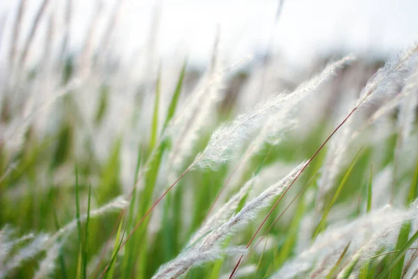 Fontaine Herbe Blanc Dans Une Prairie Dans Pays Tropical Thaïlande — Photo