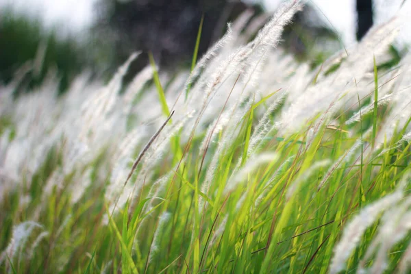 Fontaine Herbe Blanc Dans Une Prairie Dans Pays Tropical Thaïlande — Photo