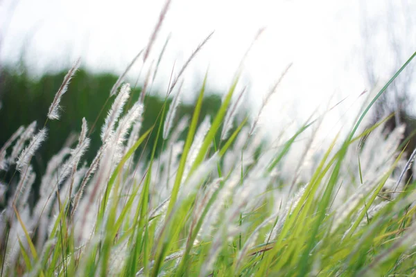 Fountain Grass White Louce Tropické Zemi Thajsku — Stock fotografie