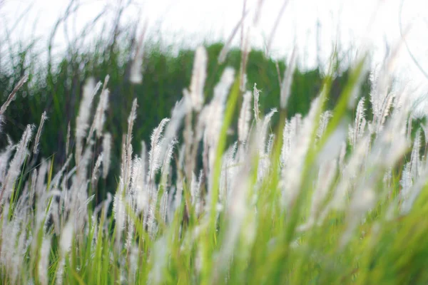 Fontaine Herbe Blanc Dans Une Prairie Dans Pays Tropical Thaïlande — Photo