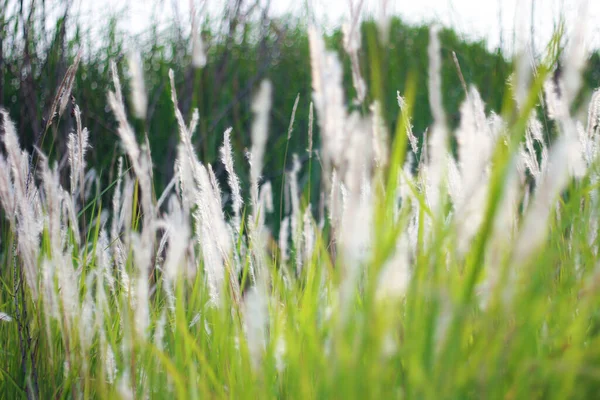 Fontaine Herbe Blanc Dans Une Prairie Dans Pays Tropical Thaïlande — Photo