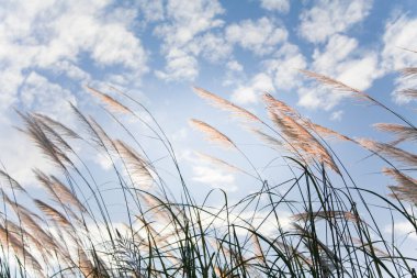 Mavi gökyüzünde Reed çimi çiçeği.