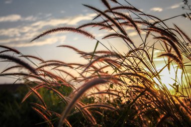 Gün batımında çim çiçeği