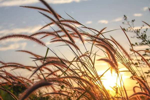 夕日のリード草の花 — ストック写真
