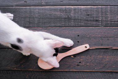 Asya 'daki siyah yemek masasının üzerindeki kedi manzarası.