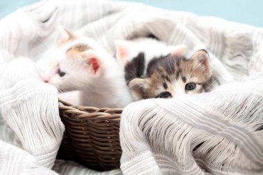 Kahverengi sepette üç renkli kedi yavrusu ve Tayland 'da yumuşak beyaz kumaş..