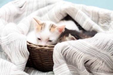 Kahverengi sepette üç renkli kedi yavrusu ve Tayland 'da yumuşak beyaz kumaş..