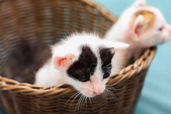 Trois Chatons Couleur Dans Panier Osier Brun Tissu Blanc Doux — Photo