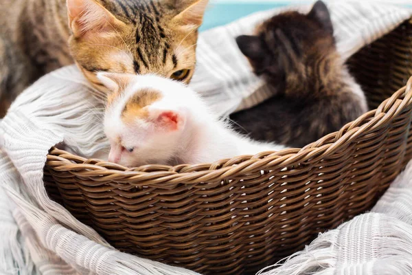 바구니에 색깔있는 고양이와 얇게칠 부드러운 — 스톡 사진