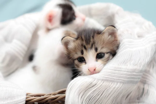 Trois Chatons Couleur Dans Panier Osier Brun Tissu Blanc Doux — Photo