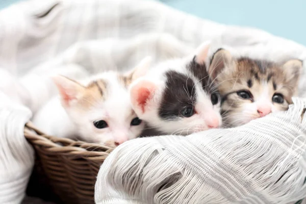 Trois Chatons Couleur Dans Panier Osier Brun Tissu Blanc Doux — Photo