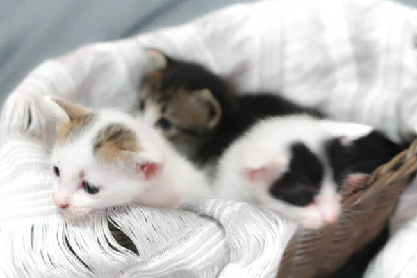 Drie Gekleurde Kittens Een Bruine Rieten Mand Zachte Witte Stof — Stockfoto