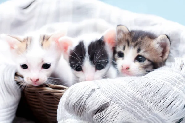 Trois Chatons Couleur Dans Panier Osier Brun Tissu Blanc Doux — Photo