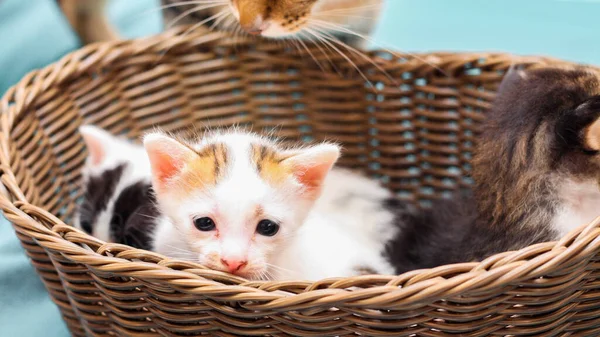 바구니에 색깔있는 고양이와 얇게칠 부드러운 — 스톡 사진