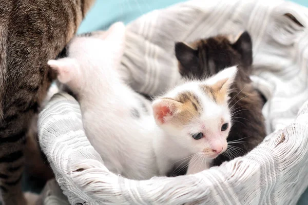 Tři Barevná Koťátka Hnědém Proutěném Koši Měkká Bílá Tkanina Thailandu — Stock fotografie